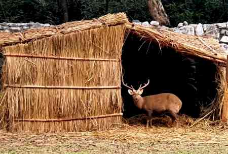 Room heaters, sacrum grass thatch for zoo inmates in Punjab