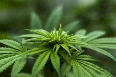 Himachal starts cultivation of industrial hemp