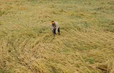 All crop, soil and irrigation water samples within safety limits: Punjab to NGT