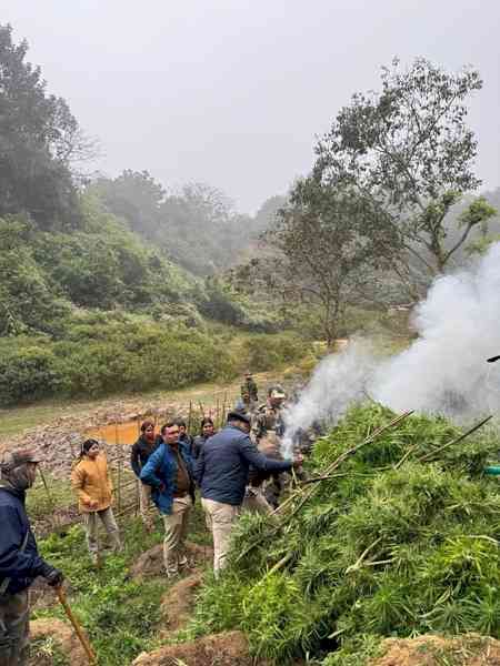 Security forces destroy ganja plants valued at Rs 108 crore in Tripura