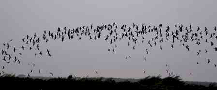 Gujarat's wetlands saw over 8.33 lakh migratory birds in 2024–25