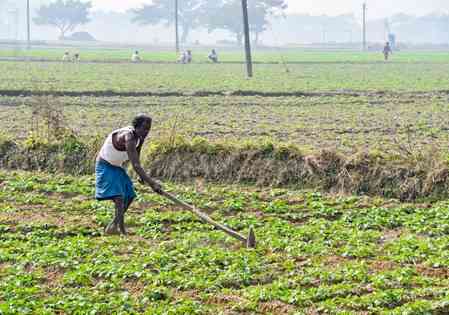 Centre to spend Rs 37,952 crore on fertiliser subsidy for farmers in current rabi season