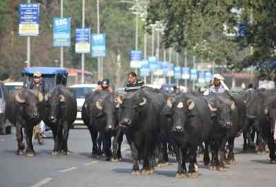 NHAI launches pilot for real-time safety alerts over stray cattle on highways