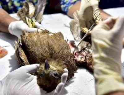 Karuna Abhiyan: Gujarat’s statewide compassion initiative saves over 4,900 birds