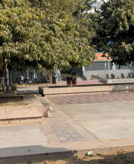 BWF India Open: After monkeys, stray dogs spotted at IG Sports Complex; dog van stationed at venue