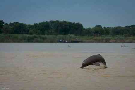 Estimation of riverine dolphins begins from UP's Bijnor
