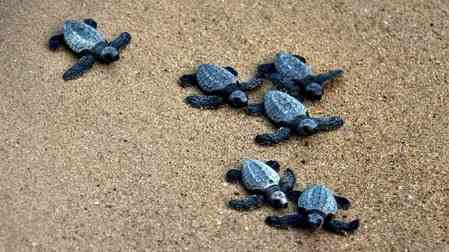 Olive Ridley Turtles' nesting picks up pace along TN's coastal delta