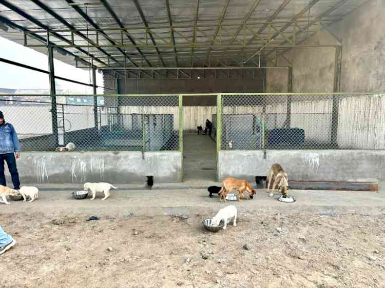 Cabinet Minister inaugurates Punjab’s first ‘Dog Sanctuary’ in Ludhiana