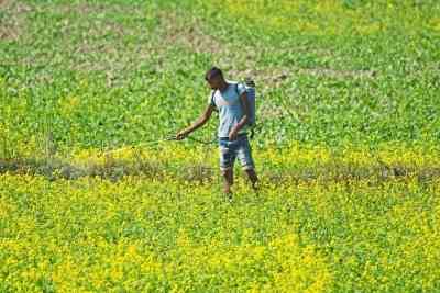 Area sown under rabi crop increases to 660.48 lakh hectares