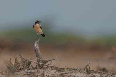 Chhari Dhand in Kutch becomes Gujarat’s fifth Ramsar Wetland