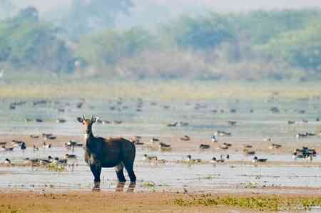 Wetlands in UP, Gujarat earn international recognition for conservation