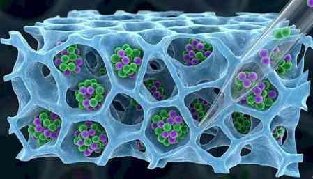 IIT Bombay develops method to recover T-cells for cancer therapies