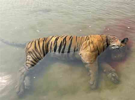 Third tiger carcass found in Kaziranga National Park in 25 days