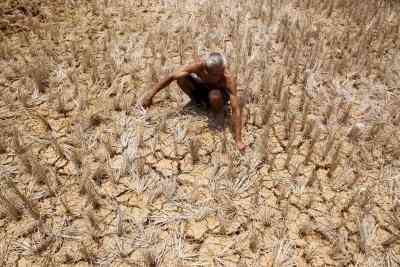 Maha forms task force to curb farmer suicides