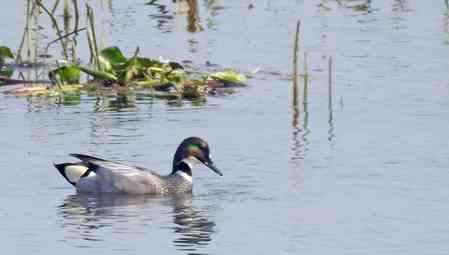 Over 1 lakh migratory water birds of 107 species recorded in Assam's Kaziranga: Survey