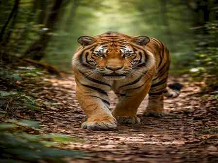 41 tiger deaths reported in Maharashtra in 2025; 8 killed in accidents