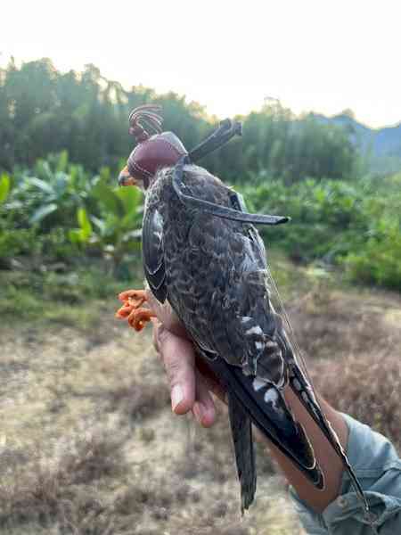Amur falcons tagged in Manipur reach Africa; three birds tracked in Somalia, Zimbabwe & Botswana