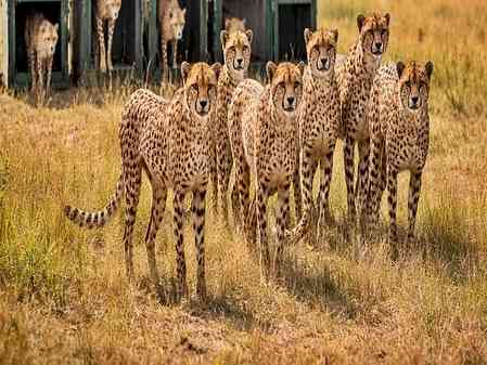 Madhya Pradesh: Third batch of cheetahs to arrive in Kuno from Botswana