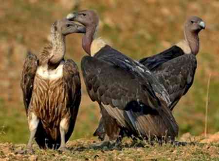 TN, Kerala, Karnataka to join hands for March 7-8 Nilgiri Vulture census