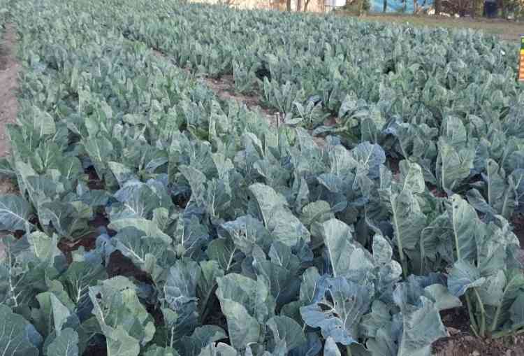 Nauni varsity cauliflower variety recognized at national level