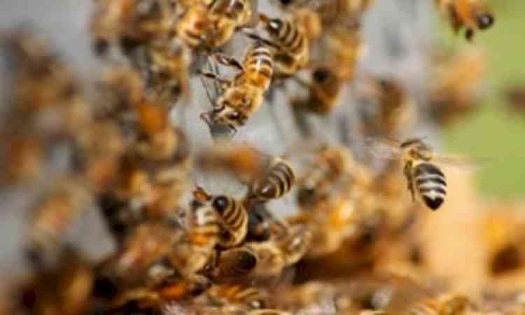 Rajasthan: Bee attack sparks panic at funeral; two dead in separate incidents