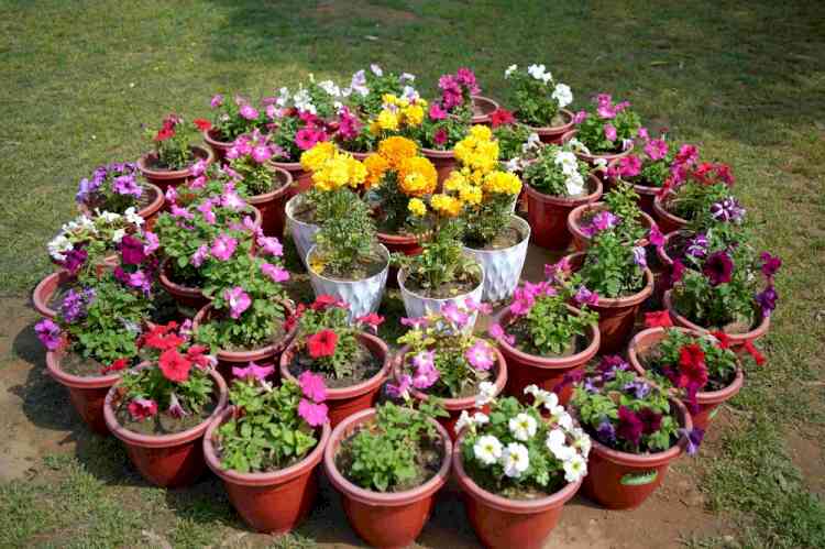 CT Group of Institutions Celebrates Creativity at ‘Pushp Mela 2026’ with Social Media Photography Contest