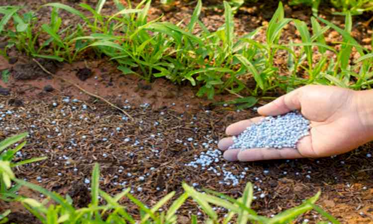Fertiliser stocks adequate to meet needs of farmers: Govt