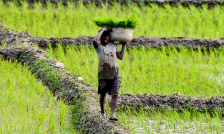 Diversification no longer choice but necessity for future of Punjab's farming: Report