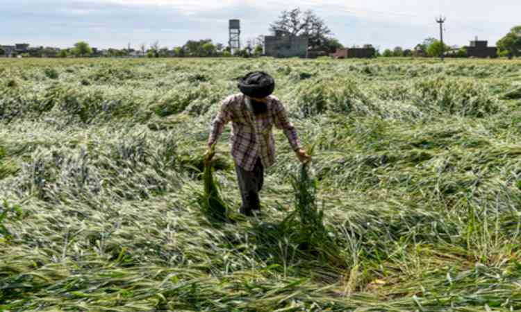 Hailstorms devastate over 8,000 hectares in Maharashtra's Dhule; farmers face severe losses