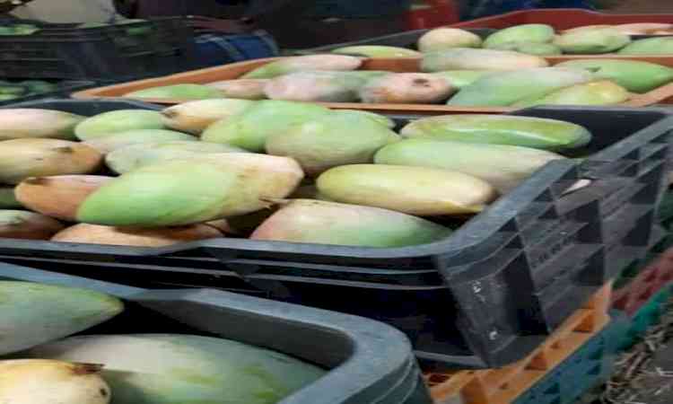 West Asia conflict hits Coimbatore mango exports, prices crash amid supply gluts