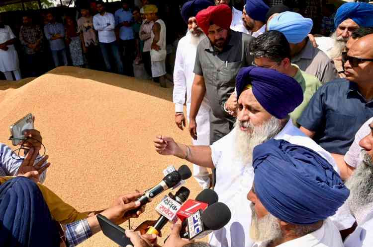 CM responsible for not securing relaxation in moisture norms of wheat due to which farmers are suffering - Sukhbir S Badal