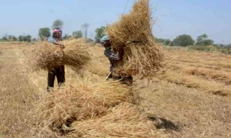 Relief for UP farmers: Wheat procurement norms relaxed, can sell produce at govt centres without registry