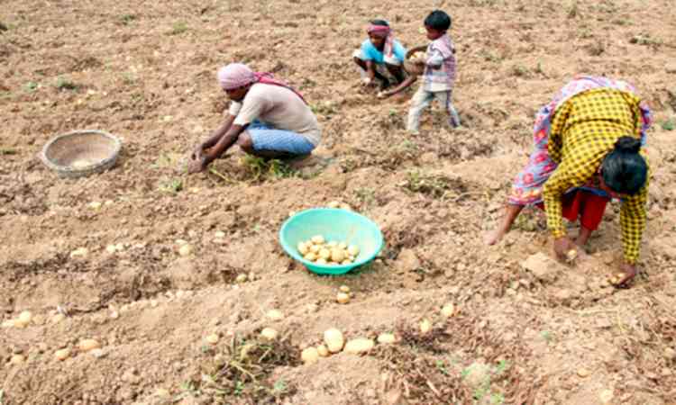 AIKS warns of nationwide stir over crashing potato prices, seeks PM's intervention