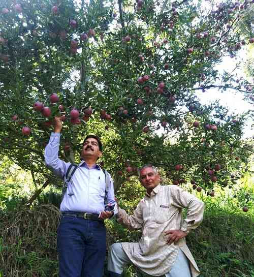 Participatory Fruit Improvement Bears Fruit: Farmer Apple Variety Registered