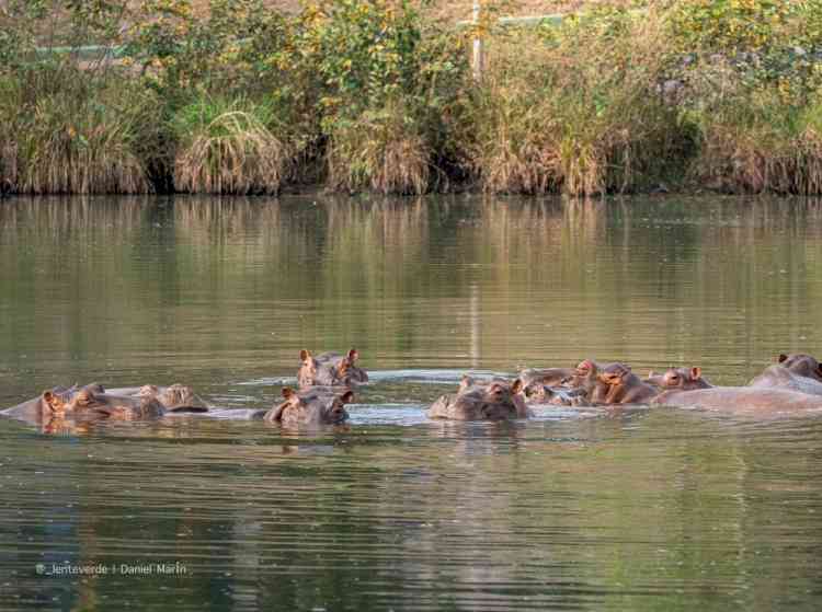 Anant Ambani appeals to Colombia to save 80 hippos from death, offers lifelong home at Vantara