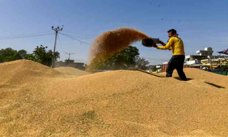 MP govt extends wheat procurement window to May 23