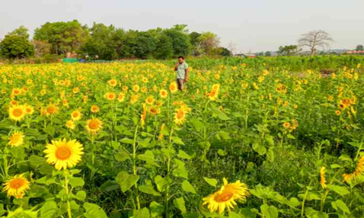 Centre okays Rs 4,886 crore package to buy sunflower, gram at MSP to help farmers