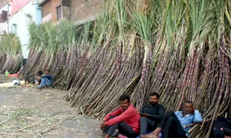 Centre hikes fair price of sugarcane to Rs 365 a quintal to boost farmers’ incomes