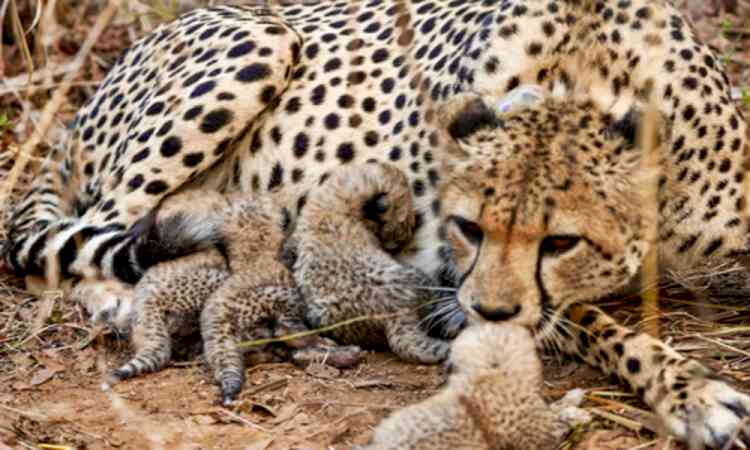 MP: Four cheetah cubs die in Kuno, probe underway​