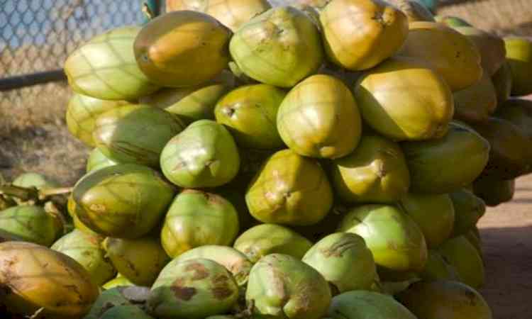 Gujarat records 20 pc rise in tender coconut production
