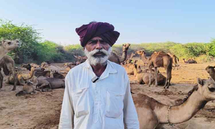 Gujarat: Camel milk becomes a new source of income in Kutch region