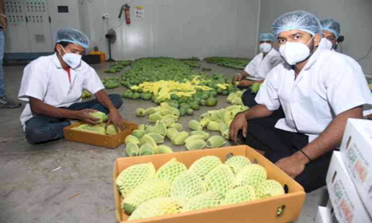 Gujarat's Kesar mangoes fill London's Heathrow airport with fragrance