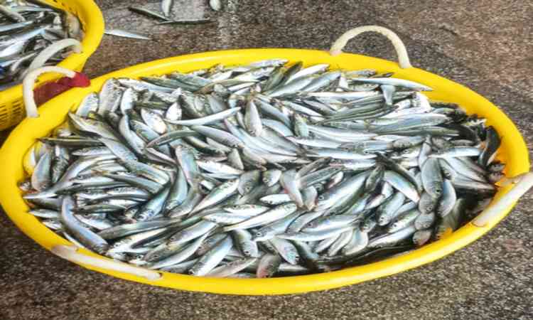 Himachal supplies 8.5 lakh rainbow trout fry to Uttarakhand