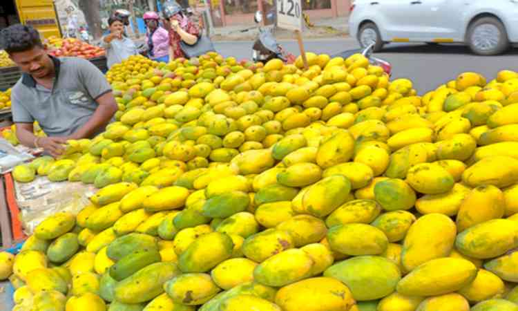 No ban on import of Indian mangoes by Nepal: Govt