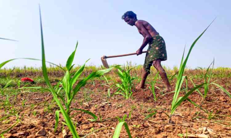 Total area sown in India’s current kharif season so far crosses 84 lakh hectares