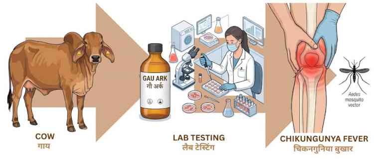 IIT Roorkee Scientists Identify Antiviral Compounds in Ayurvedic Cow Urine Distillate Against Chikungunya virus: Ancient Ayurvedic Remedy Meets Modern Virology