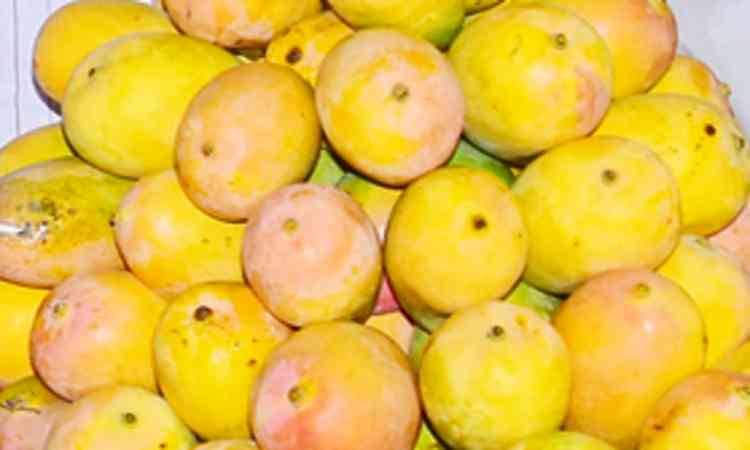 Mango growers in Karnataka's Kolar hold shutdown over prices, Kumaraswamy promises Centre's help