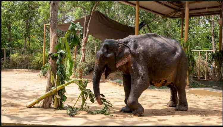 No More Painful Walks: After Years of Suffering, Maniki Comes to Vantara for Healing