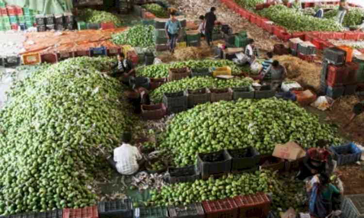 Indian mangoes reach Singapore via sea shipment, to facilitate newer markets