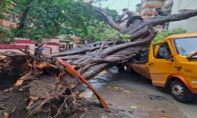 1 dead, 10 injured as tree collapses on school bus in Mumbai's Chembur